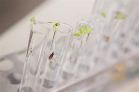 Plantas Em Tubos No Laborat Rio Foto Premium