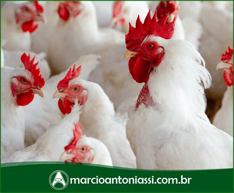 Gripe aviária 5 novos focos casos em aves chegam a 30 no Brasil