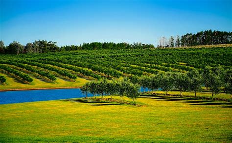 Curadur A Uruguay Forestaci N Construyendo Geograf A