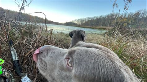 Banded Duck Gadwall Banded Bonus Goose Video Must See Duke And