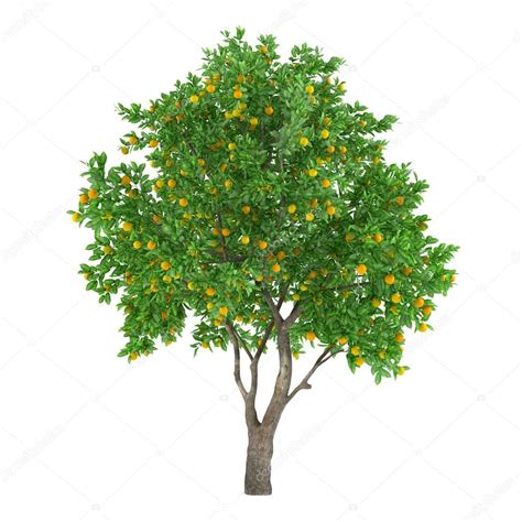 Citrus Fruit Tree Isolated Lemon Stock Photo Denyshutter 36430719