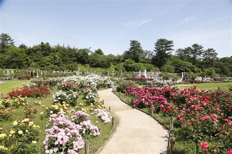 生田緑地ばら苑