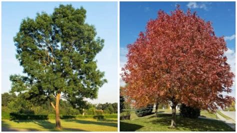 18 Different Types of Ash Trees & Their Identifying Features