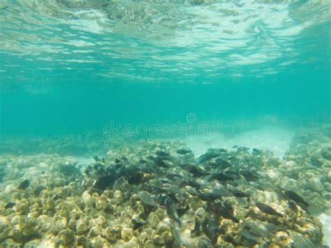 Underwater Marine Life on Coral Reefs Stock Illustration - Illustration ...