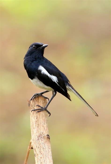 Trouble ahead for heavily smuggled but unprotected songbird - BirdGuides