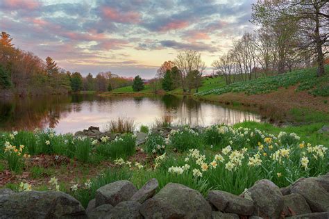 Daffodil Hill Sunset Photograph By Bill Wakeley Fine Art America