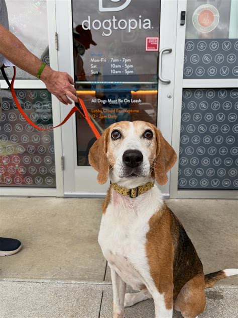 Dogtopia of Summerville | Summerville SC