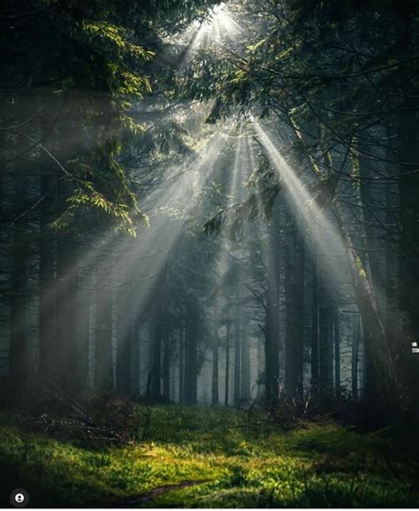 beautiful forest photography  xo factor