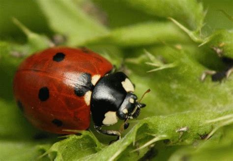 Coccinelle Insecte Dans La Maison Ventana Blog