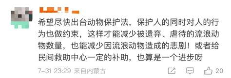 流浪狗伤人，长期定点喂养人要担责吗法院判了澎湃号·政务澎湃新闻 The Paper