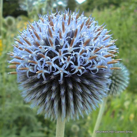 Echinops ritro - Bunkers Hill Plant Nursery