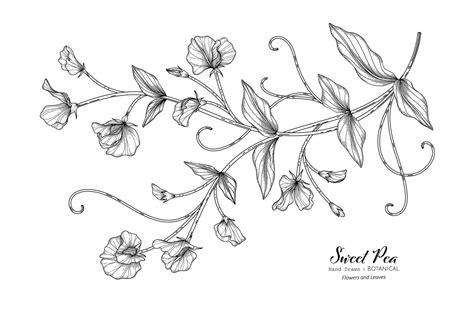 Sweet Peas Flower And Leaf Hand Drawn Botanical Illustration With Line Art 2543829 Vector Art At