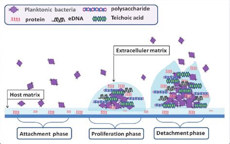 Schematic representation of biofilm formation during infection ...