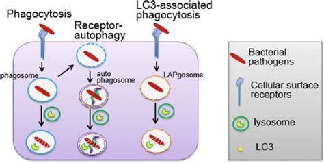 Schematic Overview Of Phagocytosis Canonical Autophagy And