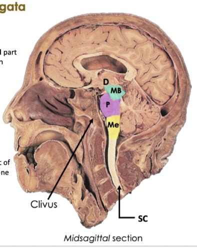 Brain Stem And Cerebellum Flashcards Quizlet