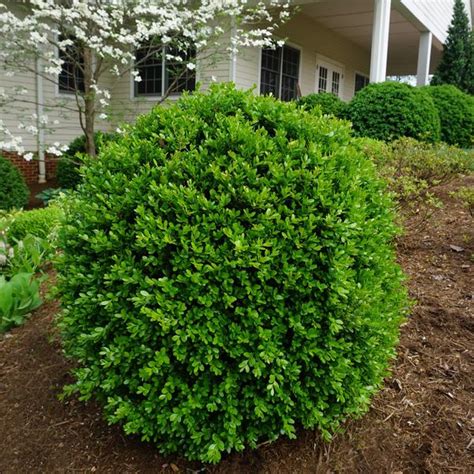 Buxus microphylla var. japonica 'Jim Stauffer' Jim Stauffer Boxwood ...