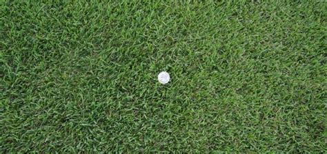 Palisades Zoysia The Grass Outlet Palisades Sod Grass Grass