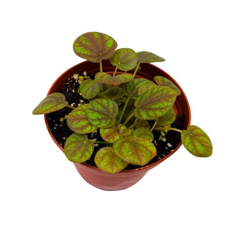 Peperomia Peppermill 2 Inch Pixie Pep Etsy