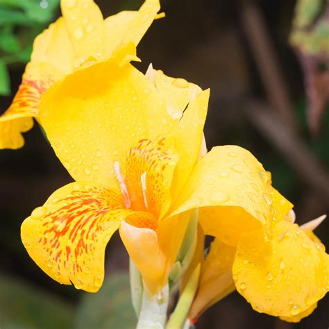 Canna Flower Seeds - Tropical Series: Yellow - 100 Seeds - Annual ...