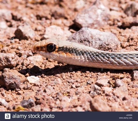 Western Patch Nosed Snake High Resolution Stock Photography And Images