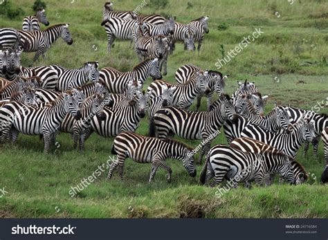 Zebra Herd During Migration In Serengeti National Park Tanzania Stock Photo 24716584 : Shutterstock