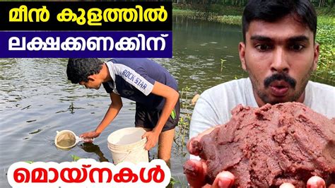 വണട പടതത ലകഷകകണകകന മയനകൾ Moina fish live feed YouTube