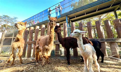 高雄壽山動物園試營運 線上預約訂票、開放時間、交通、園區空間亮點懶人包 活動大聲公 微笑台灣 用深度旅遊體驗鄉鎮魅力