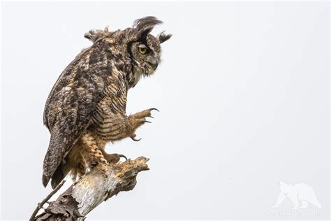 Great Horned Owl A Male Gho Showing Its Deadly Talons Nor Flickr