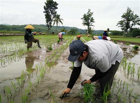 Penanganan Pasca Panen Padi Yang Baik Dan Benar Bagi Hal Baik