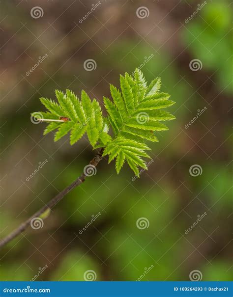 Beautiful Rowan Tree Leaves and Berries Stock Image - Image of botanic ...