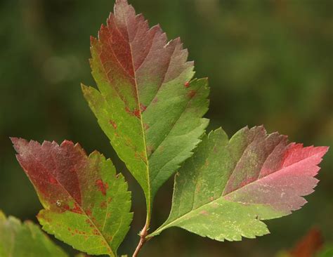 Black Hawthorne — Underwood Conservation District