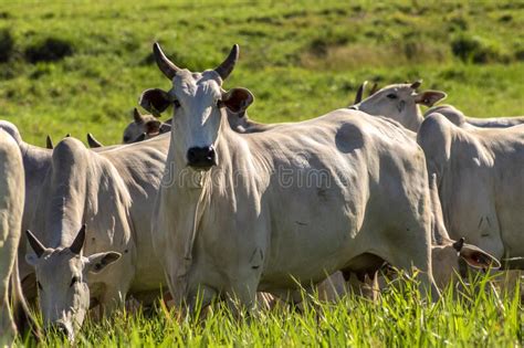 Herd Of Nelore Cattle Grazing In A Pasture On The Brazilian Ranch Stock