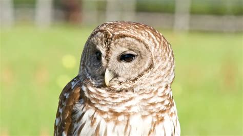 Owls In Illinois: 11 Species Identification, Facts, Pictures