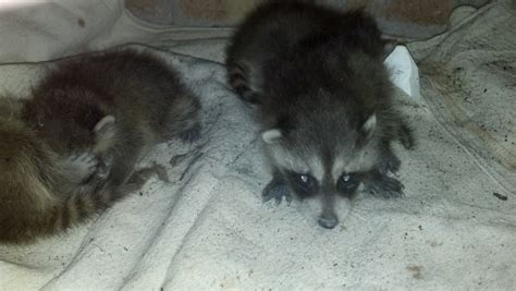 Raccoon Rochester Ny Eviction Nuisance Wildlife Control