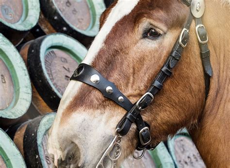 Brewery Horses