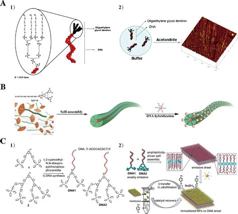 Self‐assembly Of Dna‐denron Amphiphiles A The Long Nanofibers Formed Download Scientific