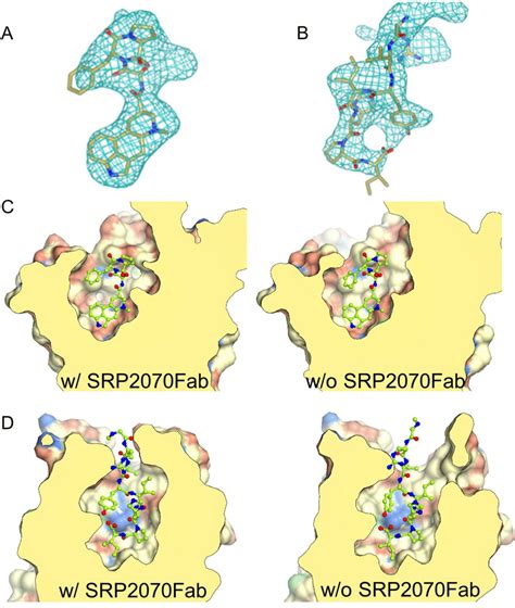 Electron Density Maps Of The Ligand And Structural Comparison Of The