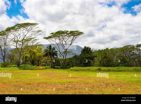 An Invasive Species To Hawaii High Resolution Stock Photography And