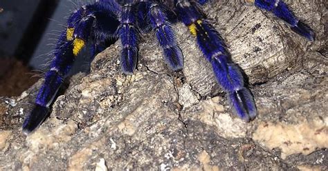 My Poecilotheria Metallica Tarantula Imgur