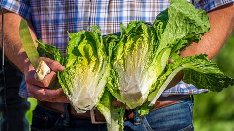 Cost Of Living Vegetable Iceberg Lettuce Prices Finally Expected To