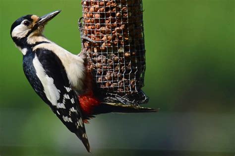 Great Spotted Woodpecker Dendrocopus Major Group Woodp Flickr