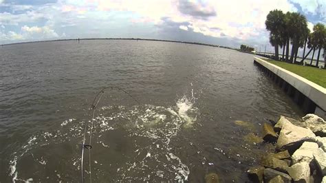 Finally Caught A Big Snook Youtube