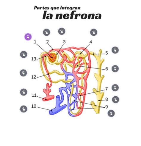 Partes De La Nefrona Mapa Interactivo