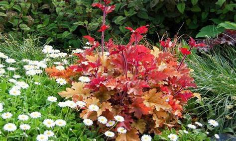 Гейхера: вирощування, посадка, догляд