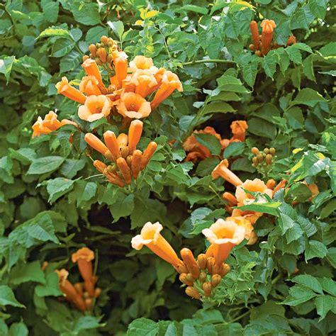 Trumpet Vine