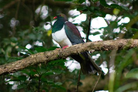 Kereru Stock Photos, Pictures & Royalty-Free Images - iStock