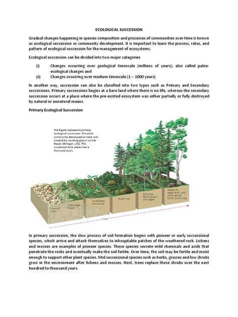 Understanding Ecological Succession Primary And Secondary Processes