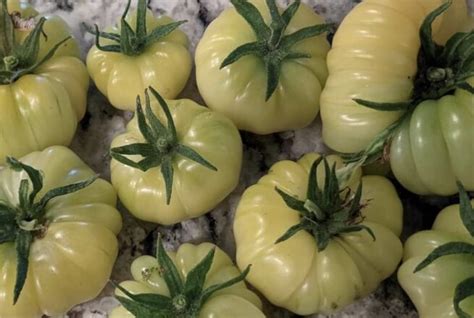 White Tomesol Tomato Seeds Tim S Tomatoes