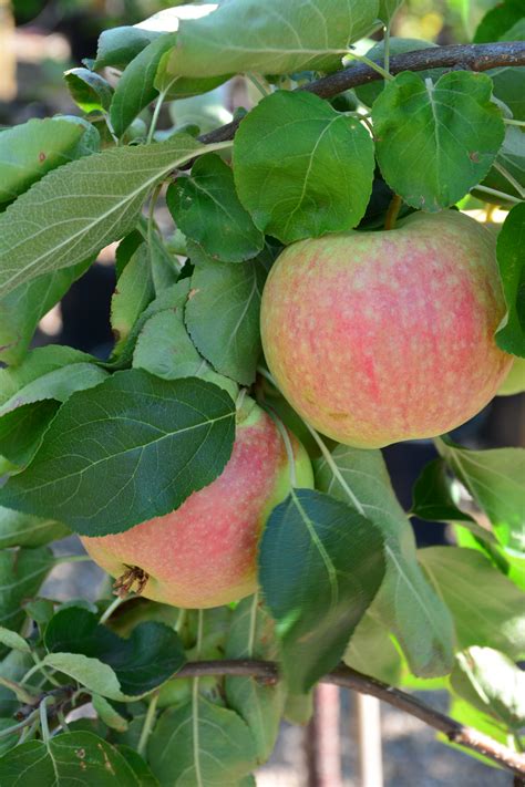 √ Kiwi Fruit Tree Flower | Mon Blog Jardinage