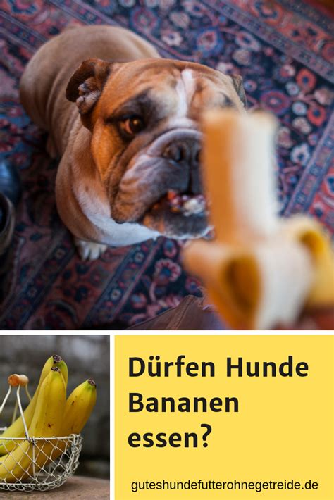 D Rfen Hunde Bananen Essen Wie Viel F R Tiere Gesund Ist Hund